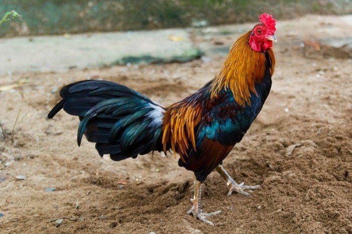 Đá gà Thomo Campuchia